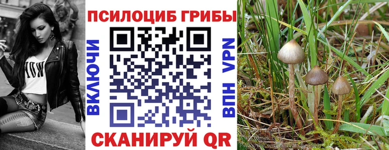 Псилоцибиновые грибы Psilocybine cubensis  Заринск 